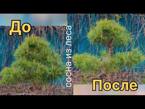 Видео: ФОРМИРУЮ СОСНУ из леса.