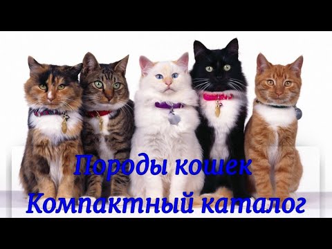 Видео: Породы кошек Компактный каталог Cat Breeds Compact catalog