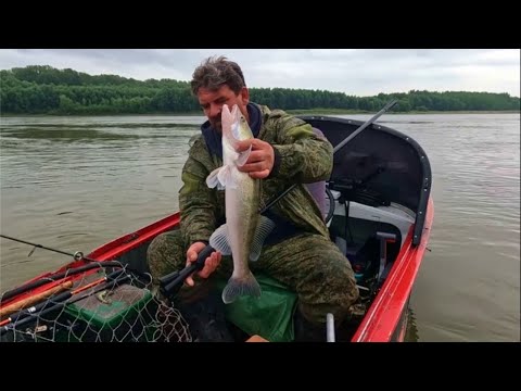 Видео: И СНОВА ПЕСКИ. Рыбалка на Оби ( Сузун ) 28 августа 2023г.