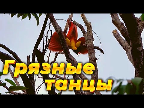 Видео: Грязные танцы, райские птицы. Серия 6