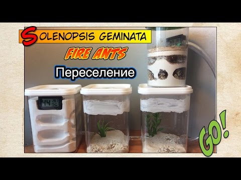 Видео: Переселение ОГНЕННЫХ муравьев в новый формик // FIRE ANTS Solenopsis geminata
