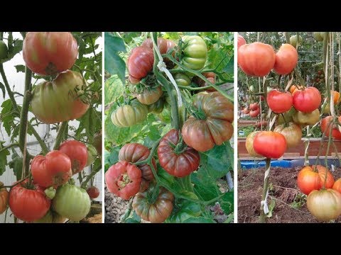 Видео: "Томатное дерево" ("Помидорное дерево")