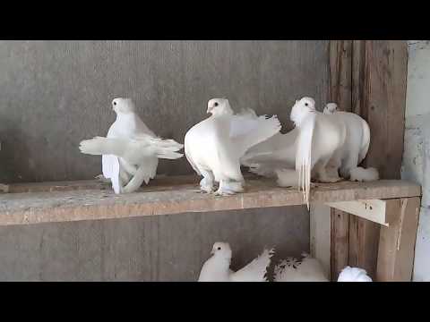 Видео: Ростовские белые, статные голуби Юрия Звягинцев / Rostov white, stately pigeons of Yuri Zvyagintsev