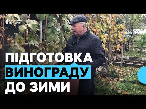 Видео: Обрізка, обробка, підживлення, укриття: садівник з Житомира про те, як підготувати виноград до зими