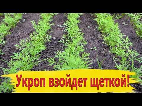 Видео: Укроп взойдет щеткой! Посейте так укроп, получите быстрые всходы!