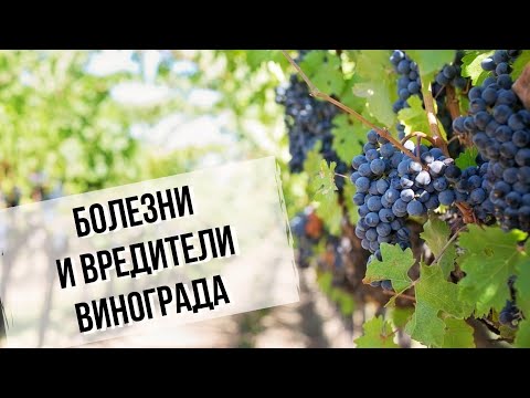 Видео: Болезни и вредители винограда | Виноград в Сибири. Выращиваем виноград вместе с С.А. Пегановым