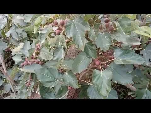 Видео: Як допомогти достигнути плодам ІНЖИРУ частина 3