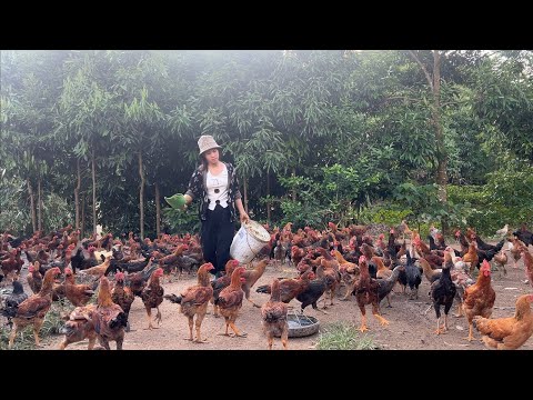 Видео: Птицеферма — Как выращивать кур, чтобы они росли быстро и здоровыми — Моя работа на ферме