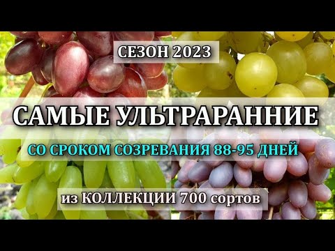 Видео: СЕЗОН 2023 КАКИЕ СОРТА САМЫЕ РАННИЕ в коллекции из 700 сортов винограда