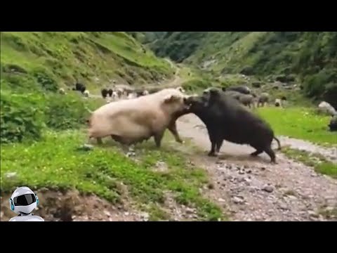 Видео: Кабан Не На Того Нарвался / Случаи с Животными Снятые На Камеру