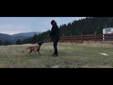 Видео: Зи, тренираме престой с играчка.