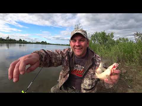 Видео: Ловля Судака на реке Томь 2021