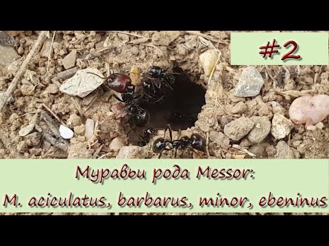 Видео: Муравьи рода Messor #2