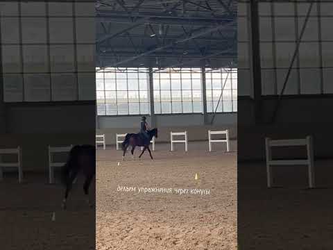 Видео: мой первый влог! #конныйспорт #кони #лошади #horseriding #галоп