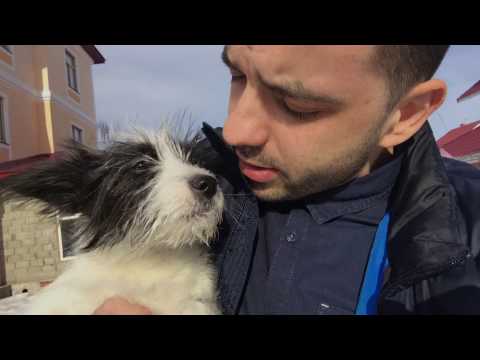 Видео: Как я приютил бездомного щенка