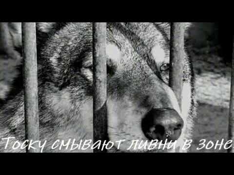 Видео: #музыка #тоску смывают ливни в зоне... 