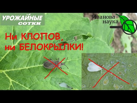 Видео: ЭТИМ СРЕДСТВОМ спасаемся от клопов и белокрылки!