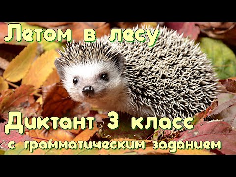 Видео: Диктант c грамматическим заданием! 3 класс. Летом в лесу #диктант3класс #диктант