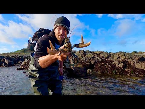 Видео: Омары и гребешки во время отлива — ловите чистого повара