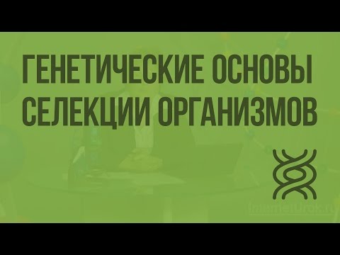 Видео: Генетические основы селекции организмов. Видеоурок по биологии 9 класс