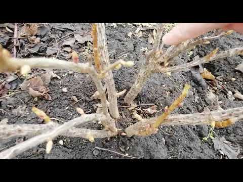 Видео: ОБРЕЗКА КУСТОВ ЧЕРНОЙ СМОРОДИНЫ. Теория и практика