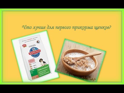 Видео: Первое кормление щенков из миски. САО 19 дней. Питомник "Шилеле"