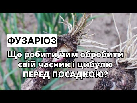 Видео: ЩО РОБИТИ ВОСЕНИ,ЩОБ НЕ ПЛАКАТИ НАВЕСНІ?/Обробка часнику і цибулі перед ОЗИМОЮ посадкою