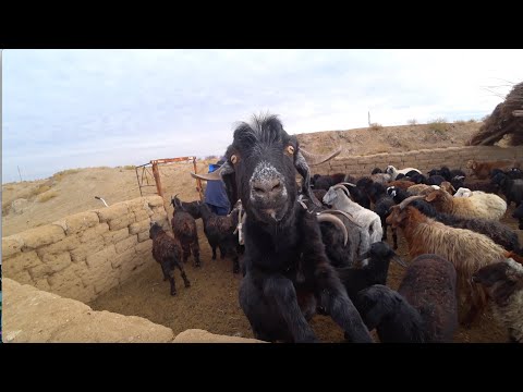 Видео: Туркменистан!!!Заблудились в пустыне!!!!Узбекистан!!!