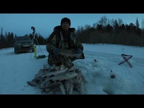 Видео: НЕ СПАТЬ РЫБА ИДЁТ! НАСТОЯЩАЯ КРУПНАЯ СОРОГА (ПЛОТВА)!  Клёвая зимняя рыбалка! Рыбаки в шоке!