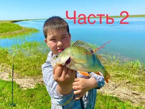 Видео: Рыбалка часть 2/Аномальный ЖОР рыбы/Они атакуют снова и снова/Рыбалка с друзьями/Рыбалка на р.Нура/