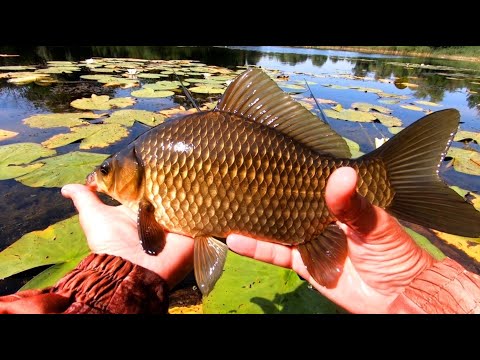 Видео: КАРАСЬ тут конечно отменный!!!🐟🐟🐟 Рыбалка на Поплавочную Удочку.