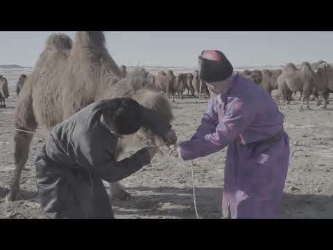 Видео: Тэмээ сургах