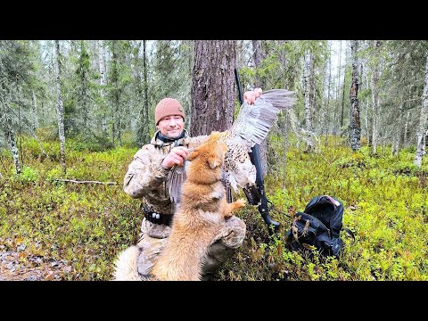 Видео: ЕМУ ПОВЕЗЛО, А ЕЙ НЕТ / СОБАКА ЛАЕТ ТЕТЕРЕВА БЕЗ ОСТАНОВКИ / ОХОТА НА ГЛУХАРЯ С ПЯТИЗАРЯДКОЙ.
