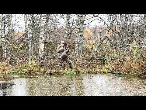 Видео: ПОСЛЕ ВЫСТРЕЛА ОН УТОНУЛ. ОХОТА НА НОЧНЫХ ЗВЕРЕЙ С КАРАБИНОМ ЛОСЬ 308. ПОПАЛ В МЕСТО ГОНА ЛОСЕЙ.