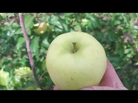 Видео: Яблука Луна для зимового зберігання.Повинні бути у кожного.