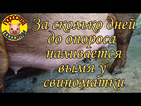 Видео: За сколько дней до опороса наливается вымя у свиноматки. 25 ноября 2021 г.