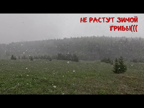 Видео: Не растут зимой грибы