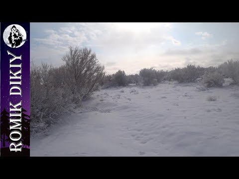 Видео: ОХОТА на зайца. Трудовой январь 2020г.