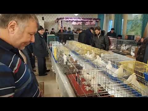 Видео: 25.11.23 г. Новосибирск Ярмарка Выставка Узбекских голубей.