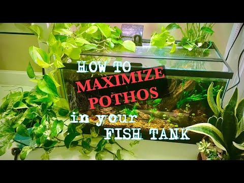 Видео: КАК 💪МАКСИМИЗИРОВАТЬ ПОТОС 💪 в вашем АКВАРИУМЕ!🐟🐟🐟