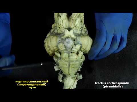 Видео: мост