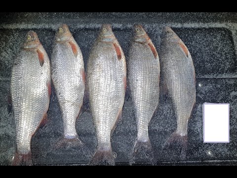 Видео: Вимба, Сырть, Рыбец. Встречаем весну!