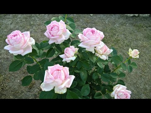 Видео: САМЫЕ ОБИЛЬНОЦВЕТУЩИЕ РОЗЫ В МОЕМ САДУ В СЕЗОНЕ 2021