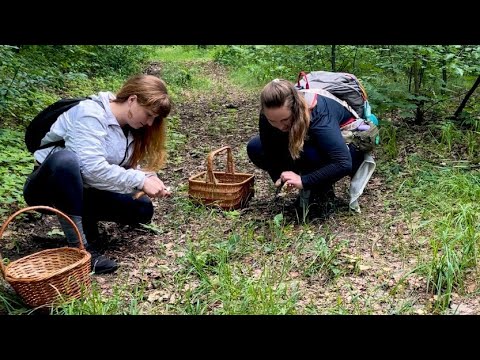 Видео: Ми ходили по гриби! Маслюки, Опеньки лугові, Мухомори