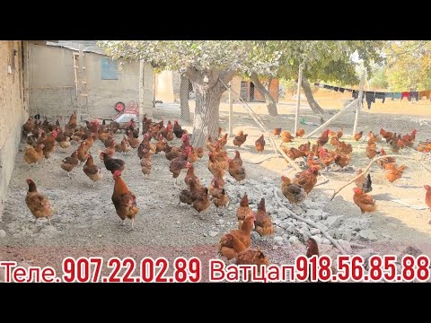 Видео: Мугхои ламан брав дар фуруш 400 Дона. 