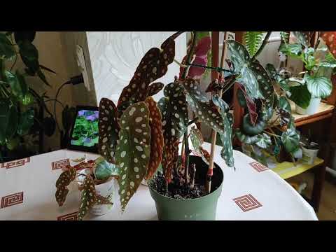 Видео: Бегония МАКУЛАТА. ЭкСтРеНнАя пересадка. Почему ОБРЕЗАЛА СтЕбЛи?