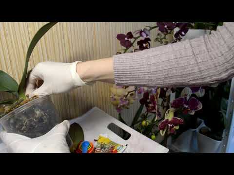 Видео: СУСПЕНЗИЯ ФУНДАЗОЛ! КАК РАЗВОДИТЬ ДЛЯ ОРХИДЕЙ! РЕАНИМАЦИЯ ОРХИДЕИ С ГНИЛЬЮ! ПРИЗНАКИ ФУЗАРИОЗА!