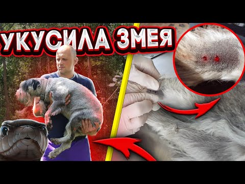 Видео: Пошли в лес за грибами , а вернулись без собаки . Противоядия нет !