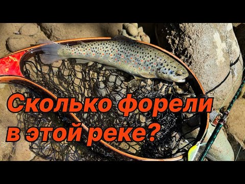 Видео: СКОЛЬКО ФОРЕЛИ В ЭТОЙ РЕКЕ? Ручьевая форель на воблеры (4К)