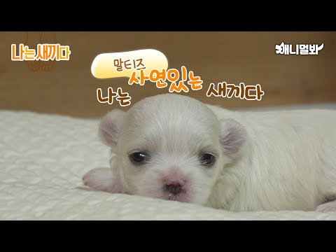 Видео: Мне 17 дней, мальтийец.